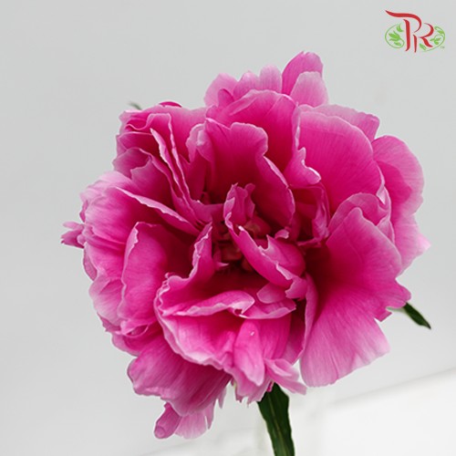 Peony - Pink (5 Stems) ***Fragile (Small /Medium Size)-Pink-China-prflorist.com.my