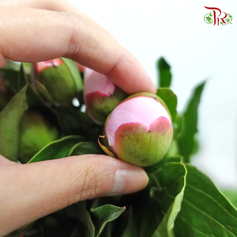 Peony - Pink (5 Stems) ***Fragile (Small /Medium Size)-Pink-China-prflorist.com.my