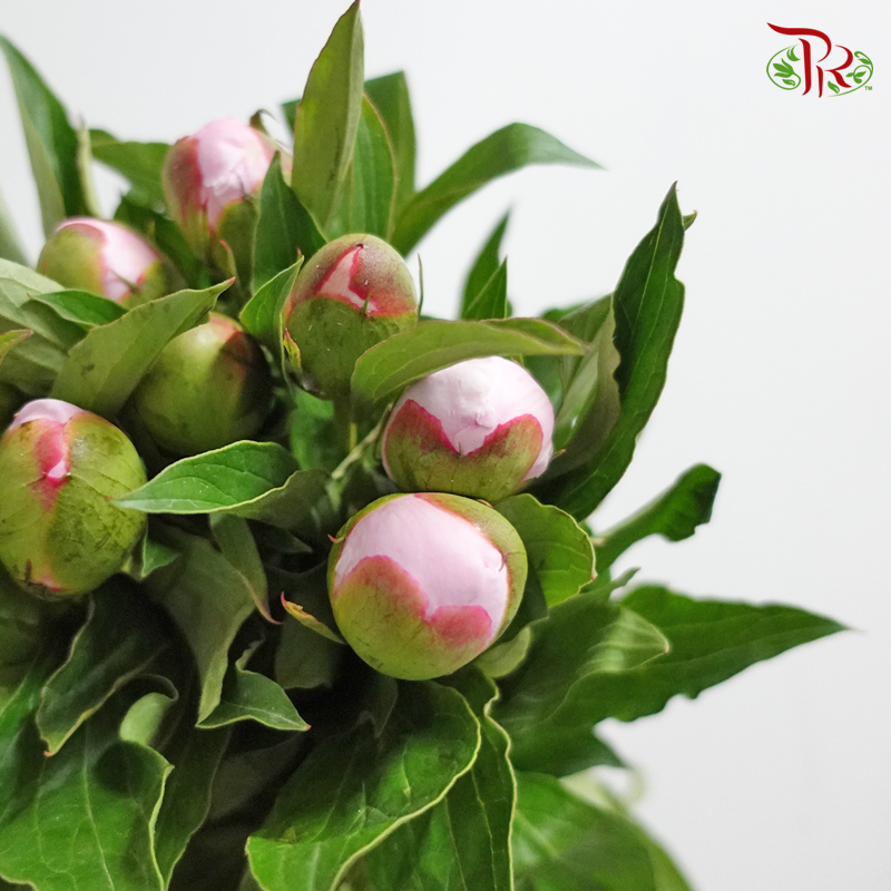 Peony - Pink (5 Stems) ***Fragile (Small /Medium Size)-Pink-China-prflorist.com.my