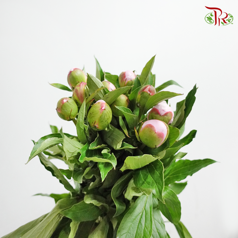 Peony - Pink (5 Stems) ***Fragile (Small /Medium Size)-Pink-China-prflorist.com.my