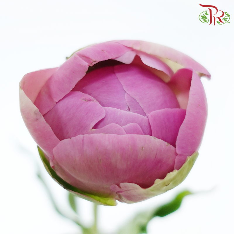 Peony - Qing WenPeony - Agate Pink ***FRAGILE (5 Stems)***(Small / Medium Head)-Pink-China-prflorist.com.my