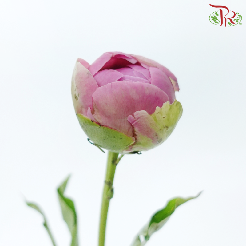 Peony - Qing WenPeony - Agate Pink ***FRAGILE (5 Stems)***(Small / Medium Head)-Pink-China-prflorist.com.my