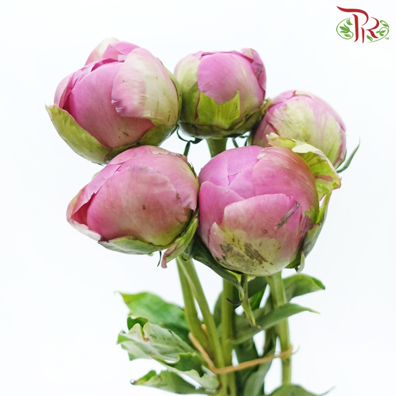 Peony - Qing WenPeony - Agate Pink ***FRAGILE (5 Stems)***(Small / Medium Head)-Pink-China-prflorist.com.my