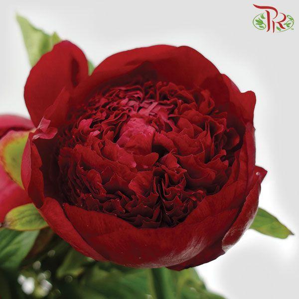 Peony - Red Charm (2 Stems) *Fragile , Small Buds-Red-Import-prflorist.com.my