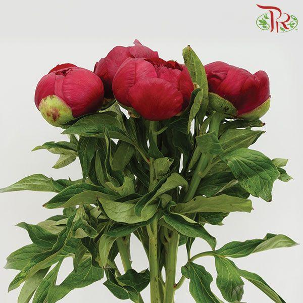Peony - Red Charm (2 Stems) *Fragile , Small Buds-Red-Import-prflorist.com.my