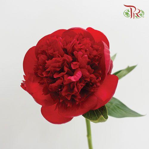 Peony - Red Charm (2 stems)-Red-Italy-prflorist.com.my