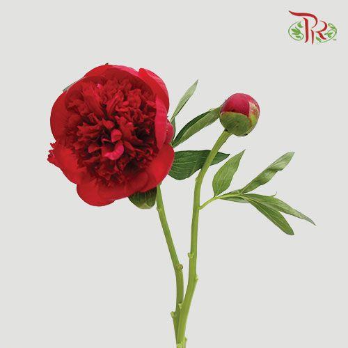 Peony - Red Charm (2 stems)-Red-Italy-prflorist.com.my