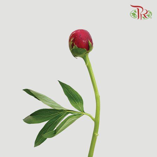 Peony - Red Charm (2 stems)-Red-Italy-prflorist.com.my