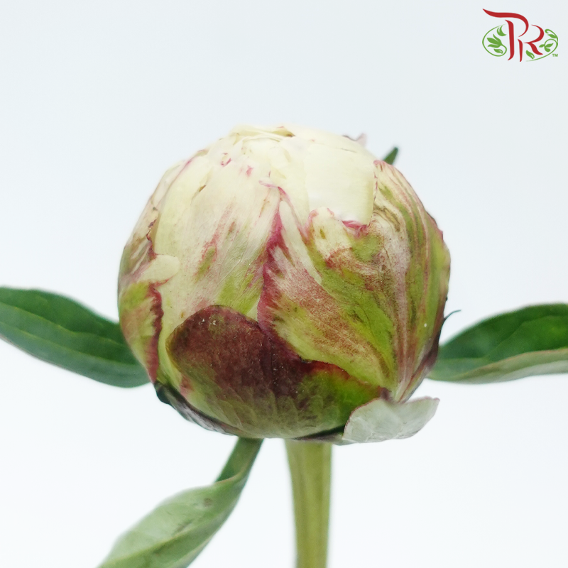 Peony - Sandian Red ***FRAGILE (2 Stems)***(Small / Medium Head)-Cream-Netherland-prflorist.com.my
