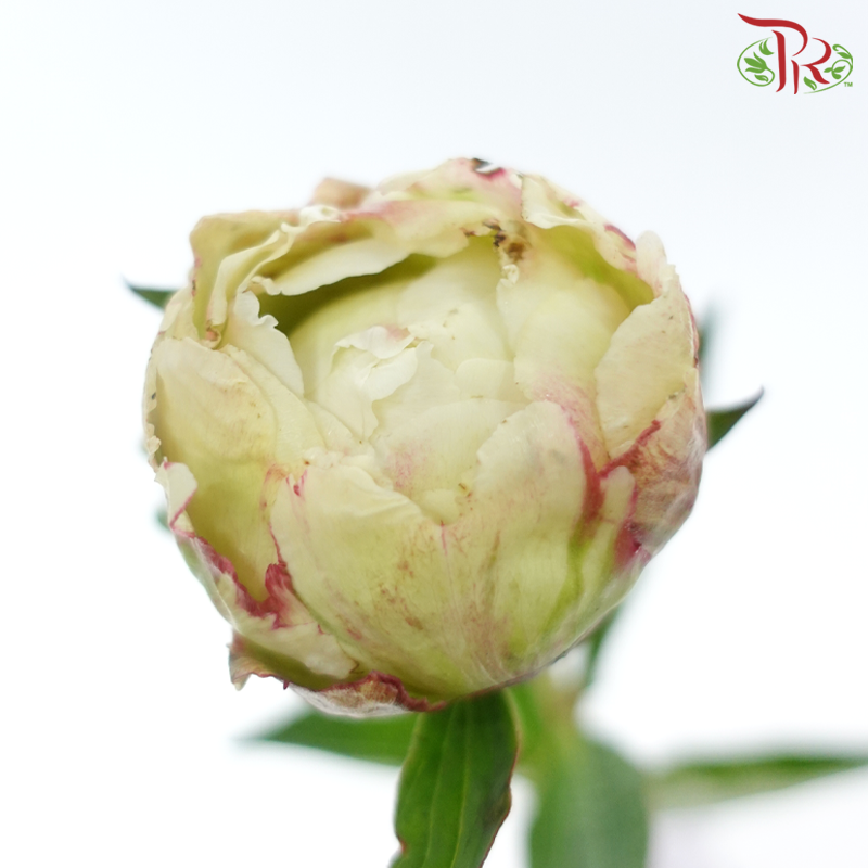 Peony - Sandian Red ***FRAGILE (2 Stems)***(Small / Medium Head)-Cream-Netherland-prflorist.com.my