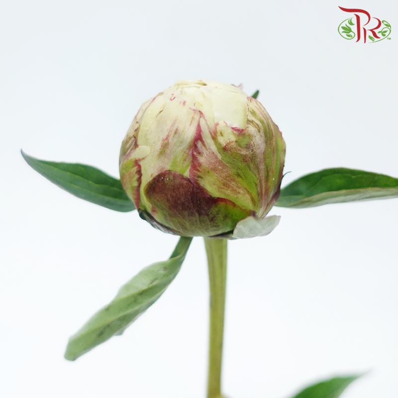 Peony - Sandian Red ***FRAGILE (2 Stems)***(Small / Medium Head)-Cream-Netherland-prflorist.com.my