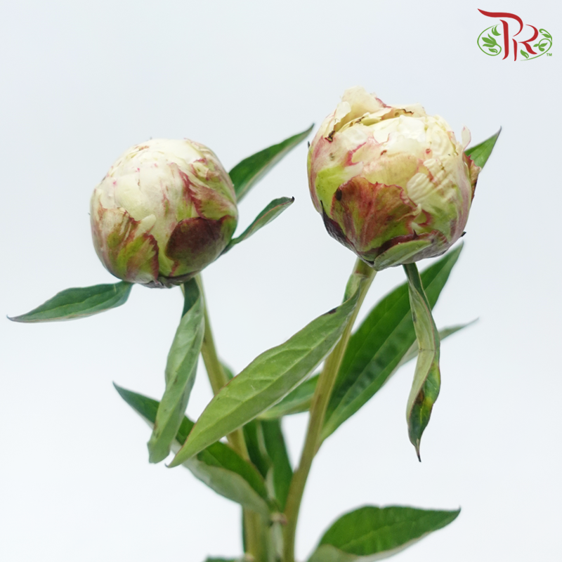 Peony - Sandian Red ***FRAGILE (2 Stems)***(Small / Medium Head)-Cream-Netherland-prflorist.com.my