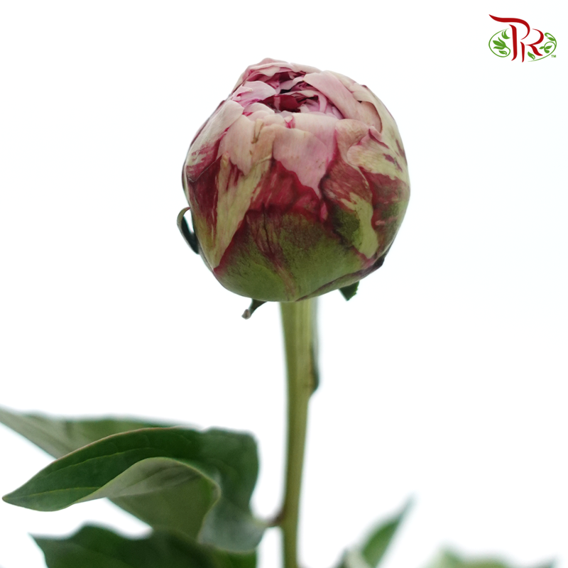 Peony - Sara Pink / Bernhardt ( 5 Stems ) ***Fragile (Small /Medium Size)-China-prflorist.com.my