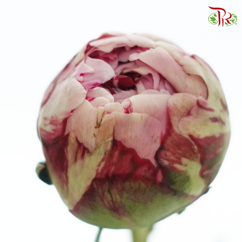 Peony - Sara Pink / Bernhardt ( 5 Stems ) ***Fragile (Small /Medium Size)-China-prflorist.com.my