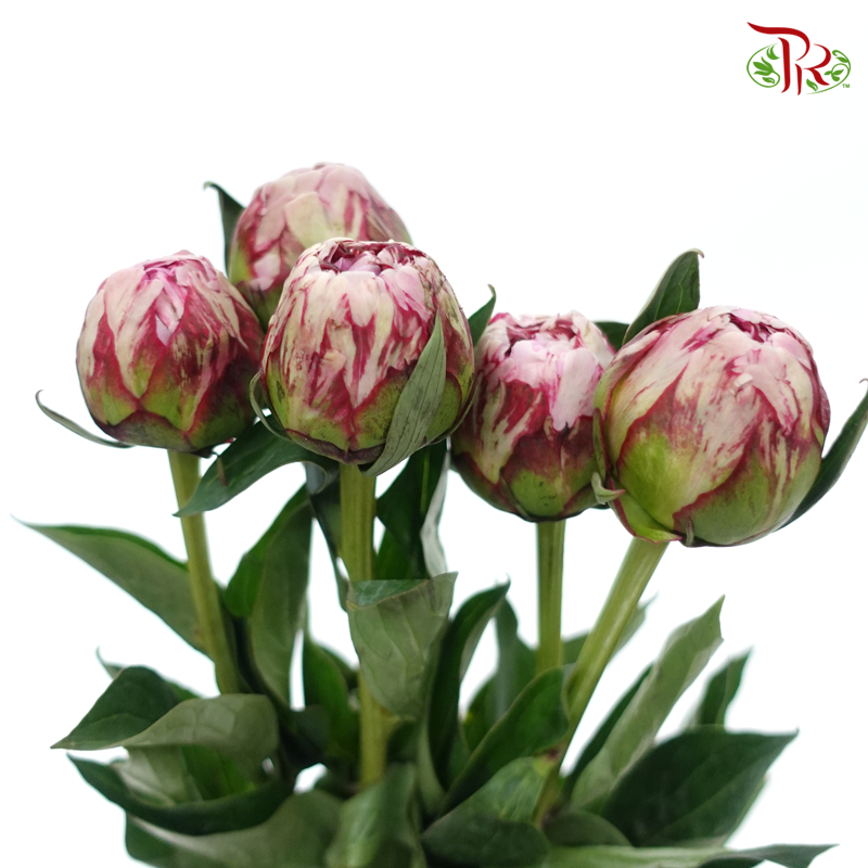 Peony - Sara Pink / Bernhardt ( 5 Stems ) ***Fragile (Small /Medium Size)-China-prflorist.com.my