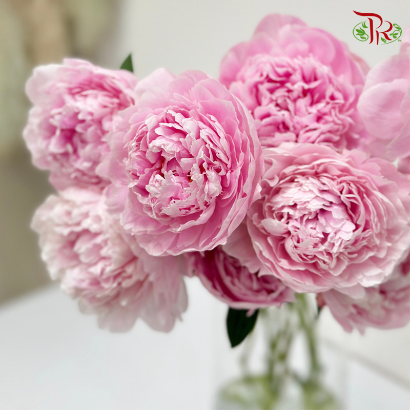 Peony - Sara Pink / Bernhardt ( 5 Stems ) ***Fragile (Small /Medium Size)-China-prflorist.com.my