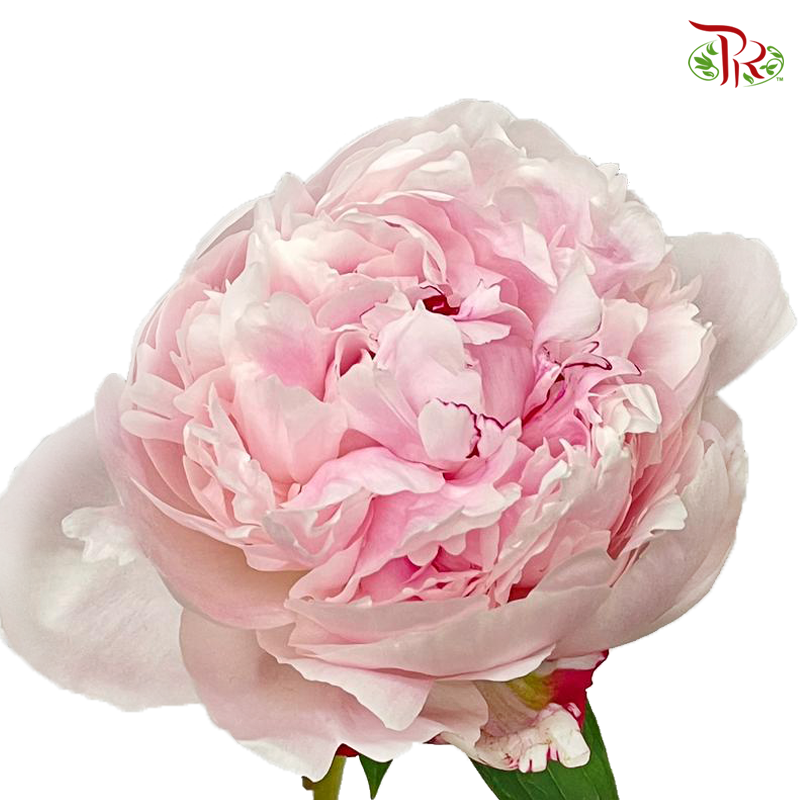 Peony - Sara Pink / Bernhardt ( 5 Stems ) ***Fragile (Small /Medium Size)-China-prflorist.com.my