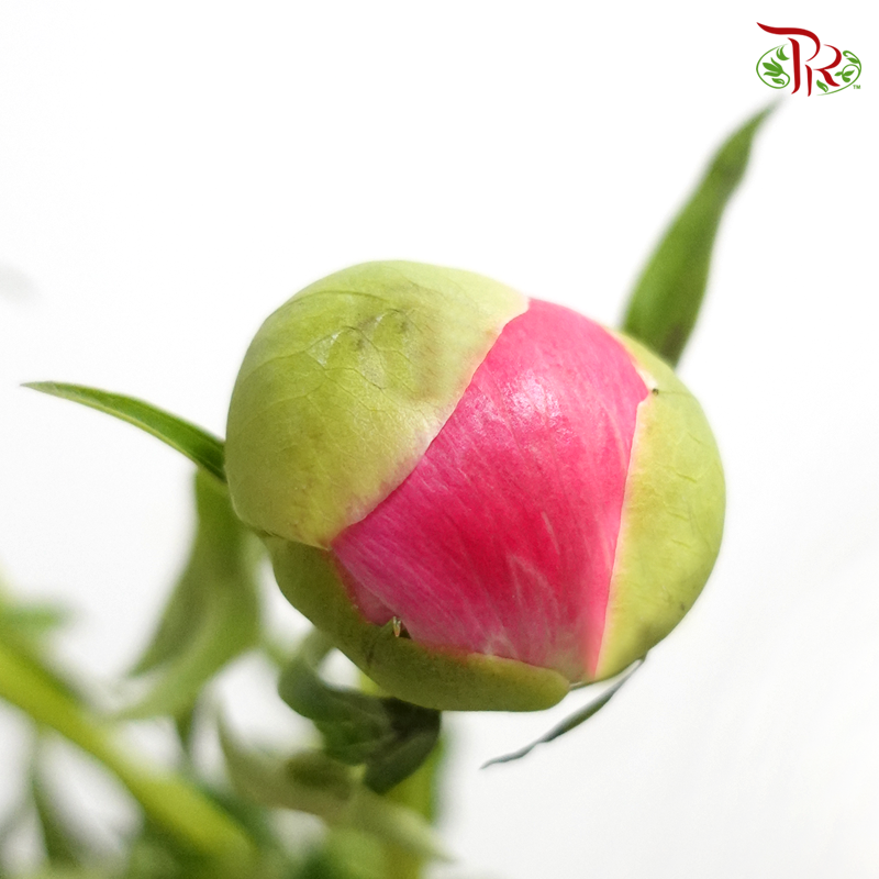 Peony - Sara Red (5 Stems) ***Fragile (Small /Medium Size)-Pink-China-prflorist.com.my