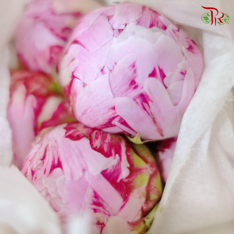 Peony - Sarah Bernhardt (2 Stems) ***Fragile (Small /Medium Size)-Pink-New Zealand-prflorist.com.my