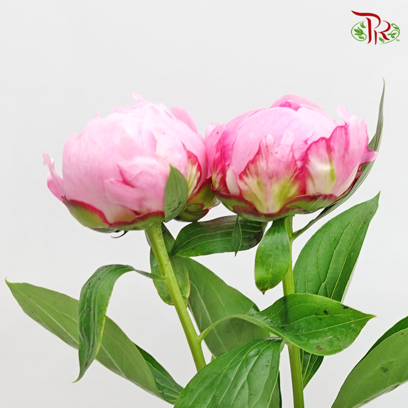 Peony - Sarah Bernhardt (2 Stems) ***Fragile (Small /Medium Size)-Pink-New Zealand-prflorist.com.my