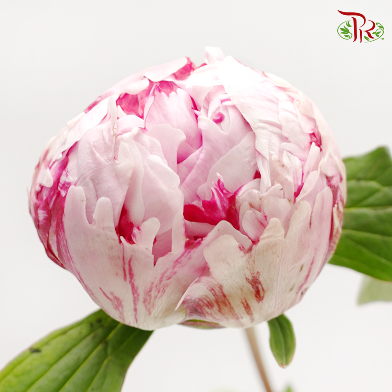 Peony - Sarah Bernhardt ***FRAGILE (2 Stems)***(Small / Medium Head)-Pink-Netherland-prflorist.com.my