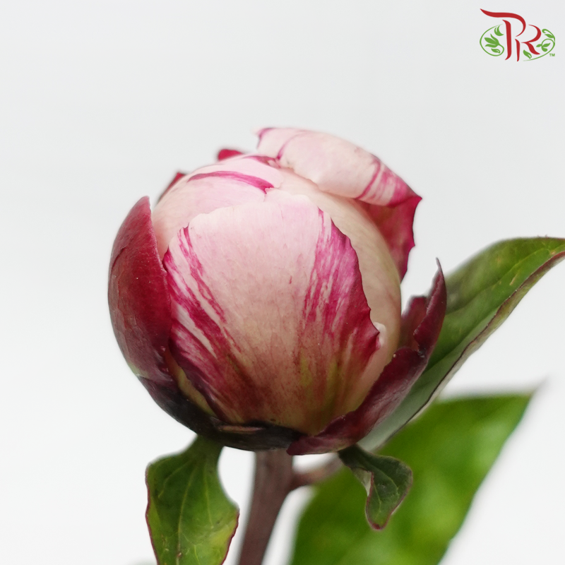 Peony - Sarah Bernhardt ***FRAGILE (2 Stems)***(Small / Medium Head)-Pink-Netherland-prflorist.com.my