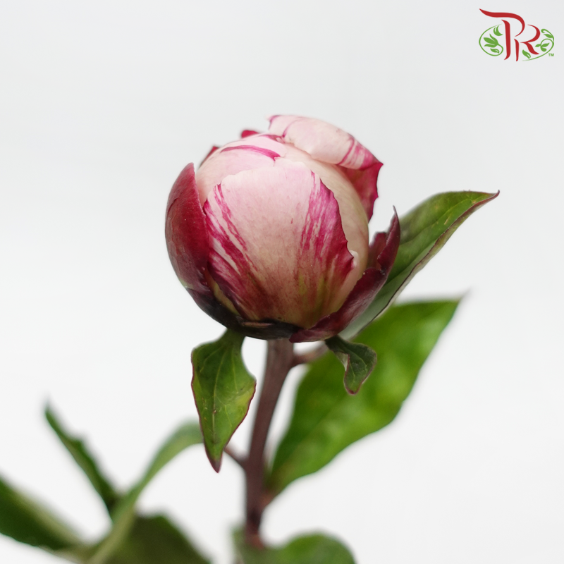 Peony - Sarah Bernhardt ***FRAGILE (2 Stems)***(Small / Medium Head)-Pink-Netherland-prflorist.com.my