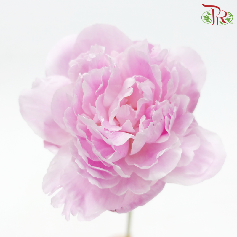Peony - Sichuan (5 Stems) Small Bud-Light Pink-China-prflorist.com.my