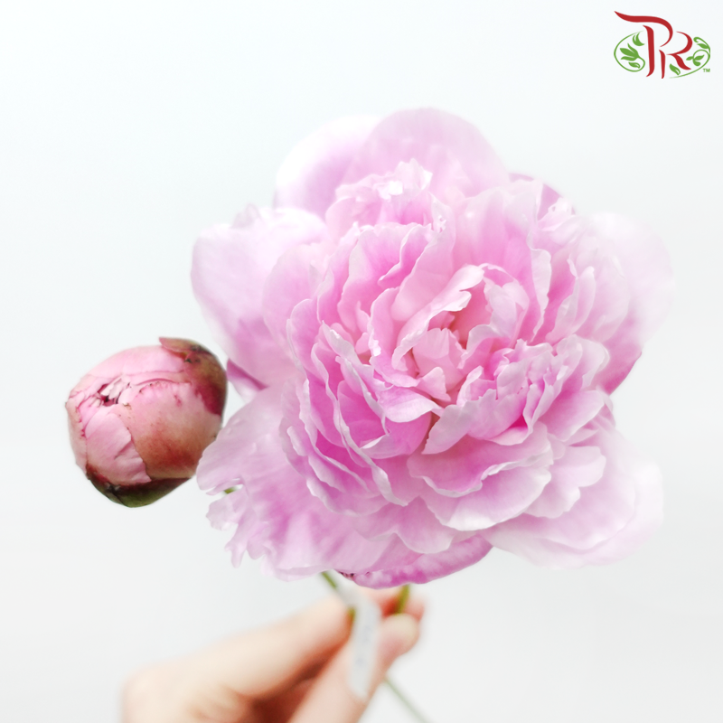 Peony - Sichuan (5 Stems) Small Bud-Light Pink-China-prflorist.com.my