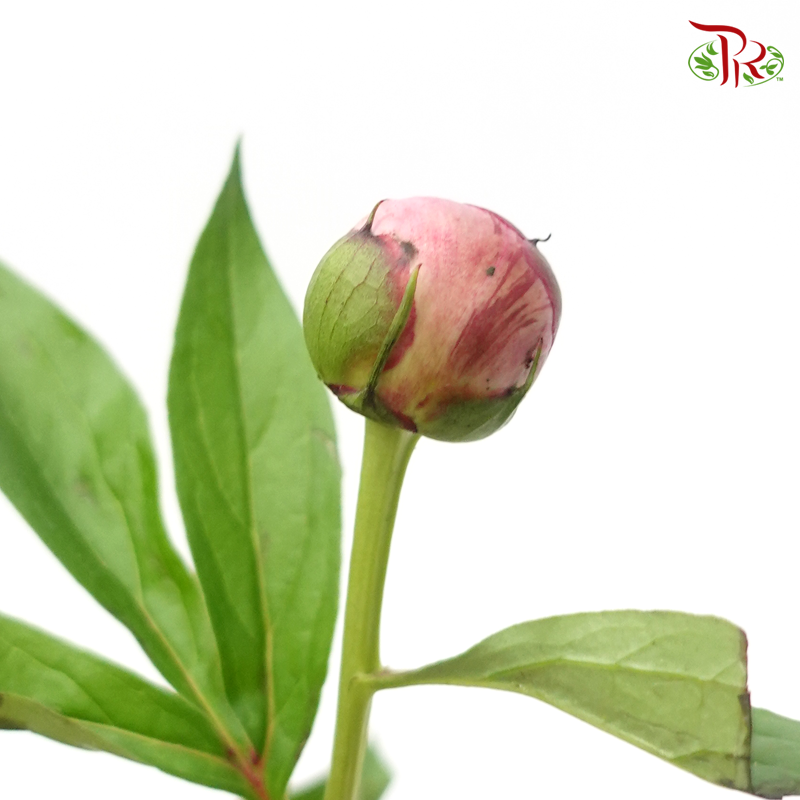 Peony - Sichuan (5 Stems) Small Bud-Light Pink-China-prflorist.com.my