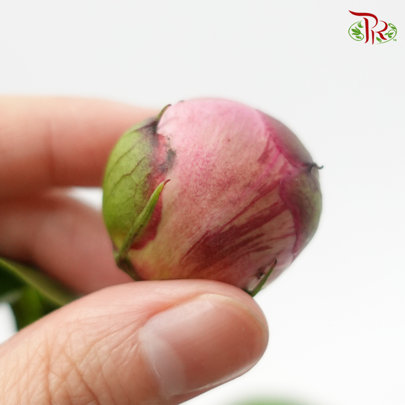 Peony - Sichuan (5 Stems) Small Bud-Light Pink-China-prflorist.com.my