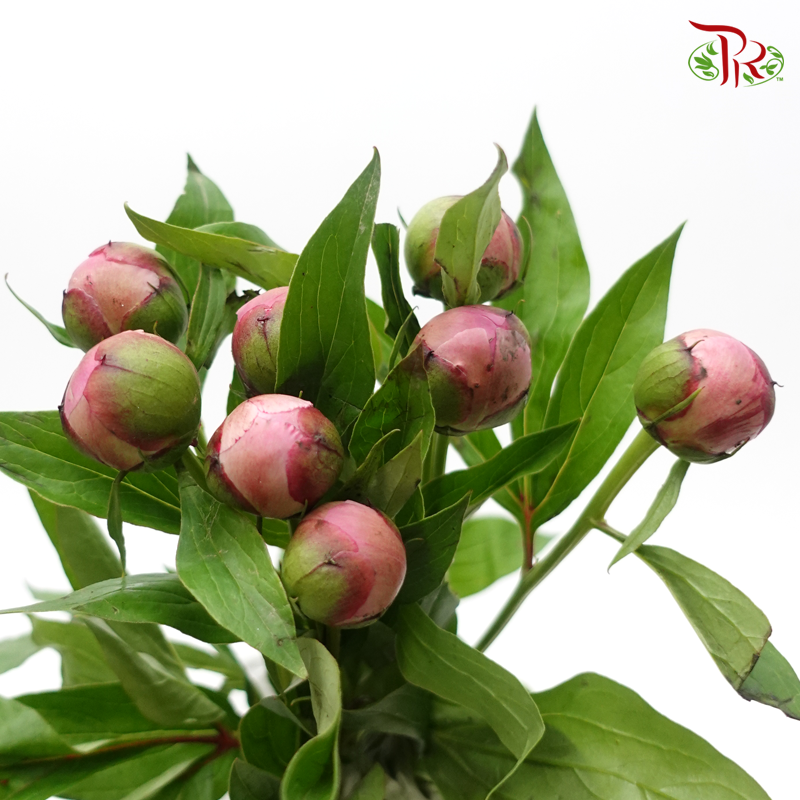 Peony - Sichuan (5 Stems) Small Bud-Light Pink-China-prflorist.com.my