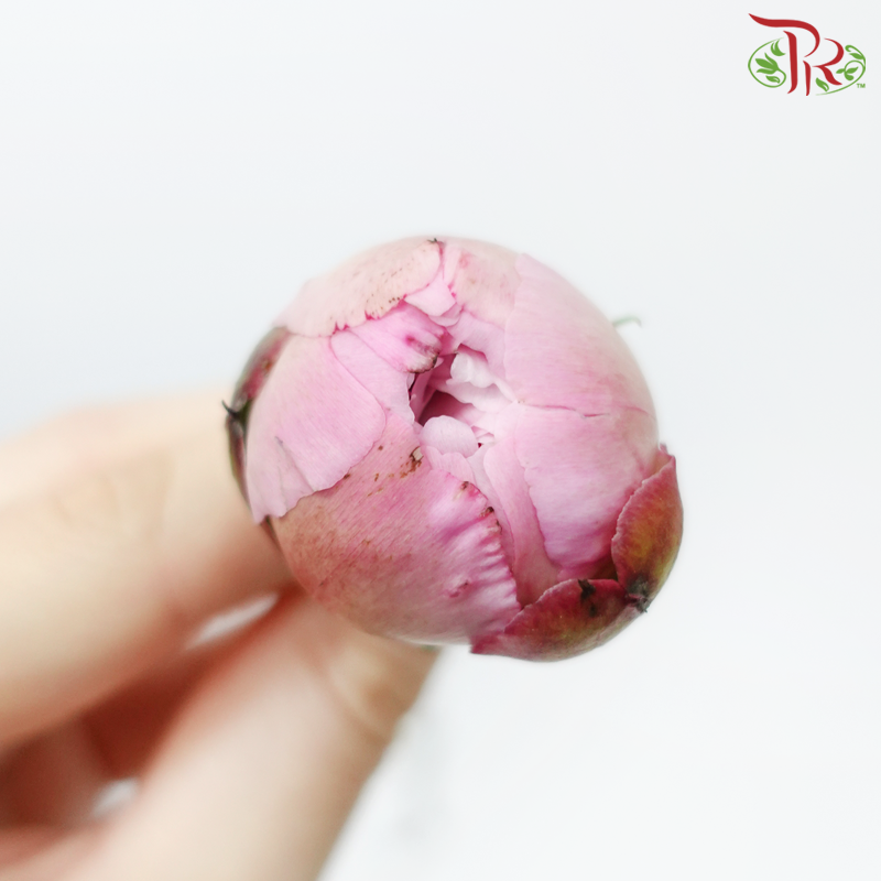 Peony - Sichuan (5 Stems) Small Bud-Light Pink-China-prflorist.com.my