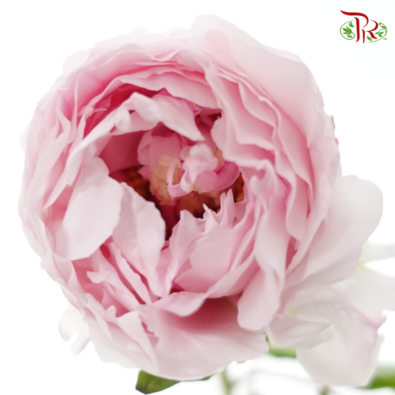 Peony - Snow Hit The Peach***FRAGILE (5 Stems)***(Small / Medium Head)-Pink-China-prflorist.com.my