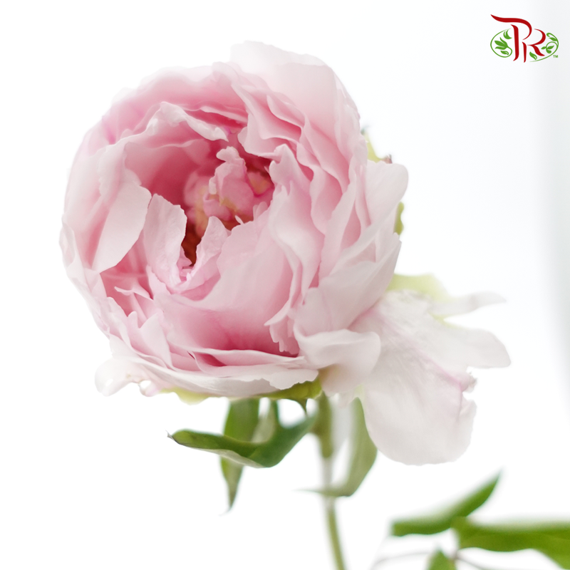 Peony - Snow Hit The Peach***FRAGILE (5 Stems)***(Small / Medium Head)-Pink-China-prflorist.com.my