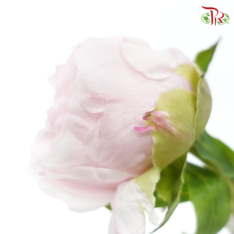 Peony - Snow Hit The Peach***FRAGILE (5 Stems)***(Small / Medium Head)-Pink-China-prflorist.com.my
