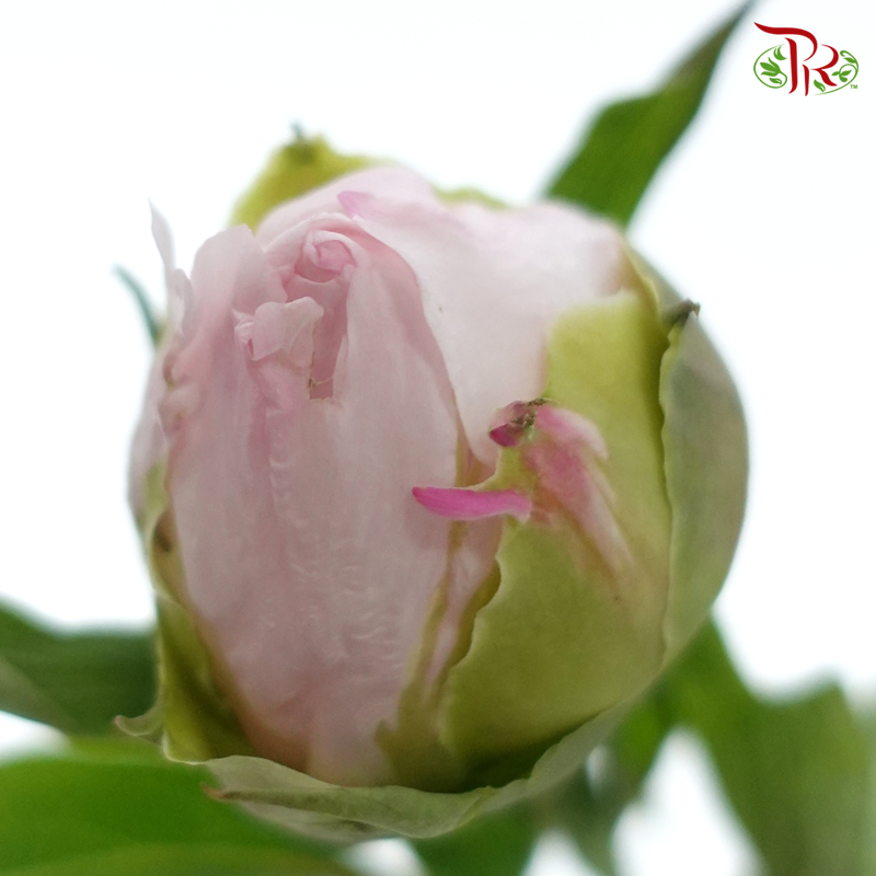 Peony - Snow Hit The Peach***FRAGILE (5 Stems)***(Small / Medium Head)-Pink-China-prflorist.com.my