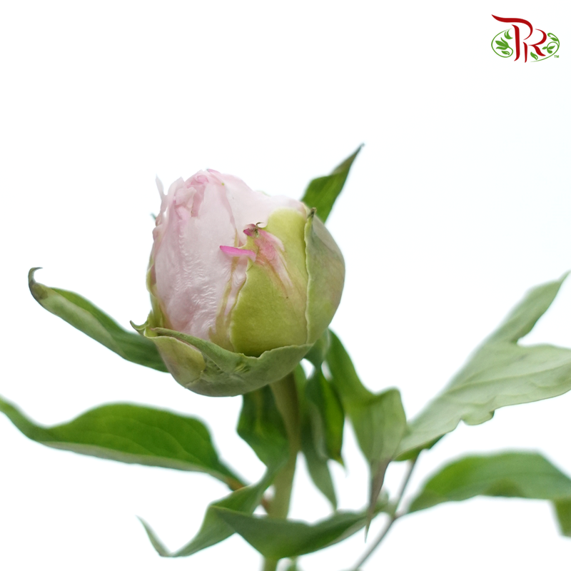 Peony - Snow Hit The Peach***FRAGILE (5 Stems)***(Small / Medium Head)-Pink-China-prflorist.com.my