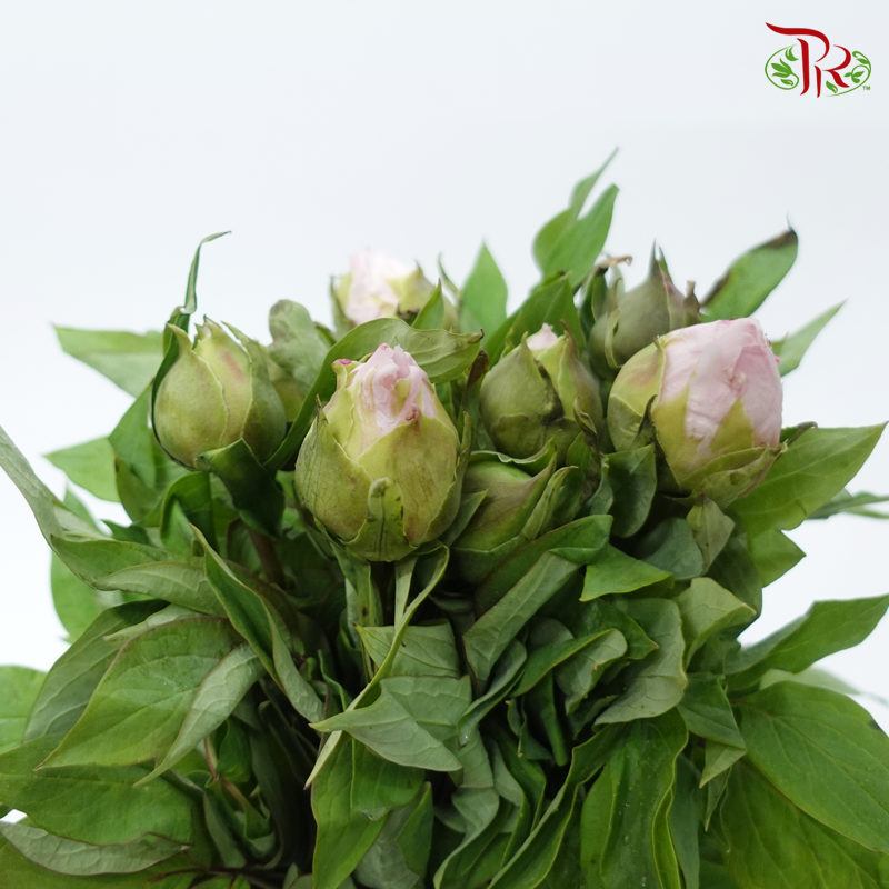 Peony - Snow Hit The Peach***FRAGILE (5 Stems)***(Small / Medium Head)-Pink-China-prflorist.com.my