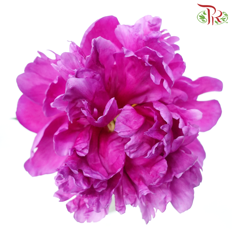 Peony - Vermillion Red ***FRAGILE (5 Stems)***(Small / Medium Head)-White-China-prflorist.com.my