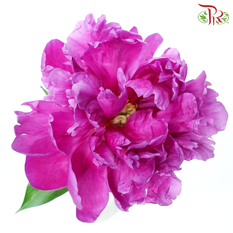 Peony - Vermillion Red ***FRAGILE (5 Stems)***(Small / Medium Head)-White-China-prflorist.com.my