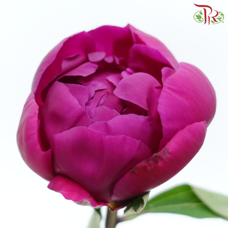 Peony - Vermillion Red ***FRAGILE (5 Stems)***(Small / Medium Head)-White-China-prflorist.com.my