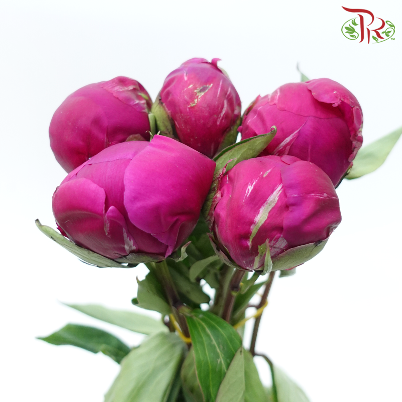 Peony - Vermillion Red ***FRAGILE (5 Stems)***(Small / Medium Head)-White-China-prflorist.com.my