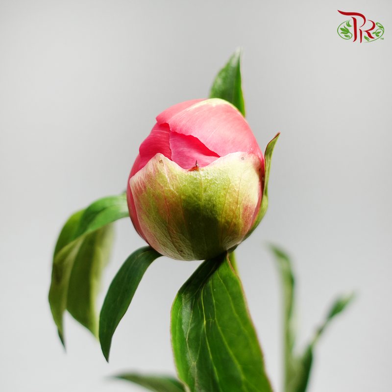 Peony - Vivid Pink (Dark Pink) (Small Bud) (2 Stems)-Pink-Import-prflorist.com.my