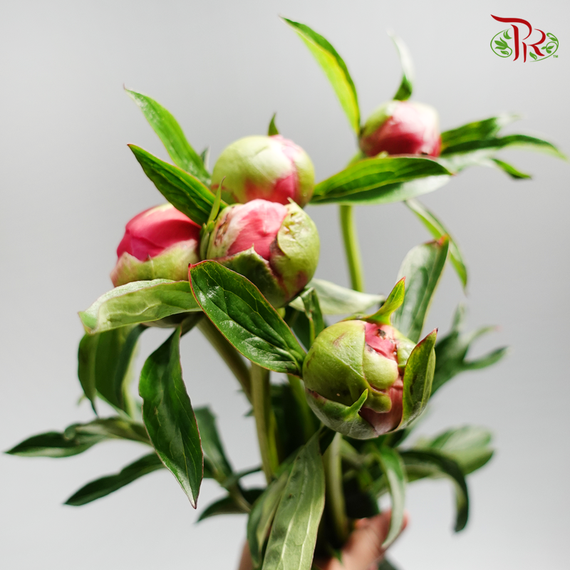 Peony - Vivid Pink (Dark Pink) (Small Bud) (2 Stems)-Pink-Import-prflorist.com.my