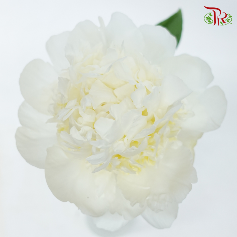Peony - Wedding Party***FRAGILE (5 Stems)***(Small / Medium Head)-White-China-prflorist.com.my