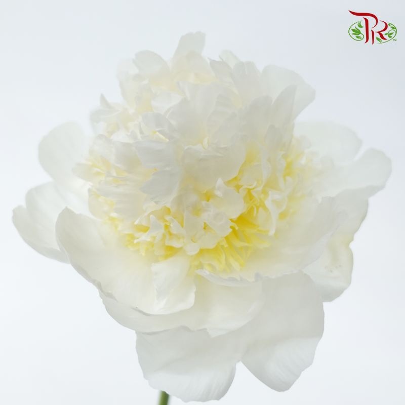 Peony - Wedding Party***FRAGILE (5 Stems)***(Small / Medium Head)-White-China-prflorist.com.my