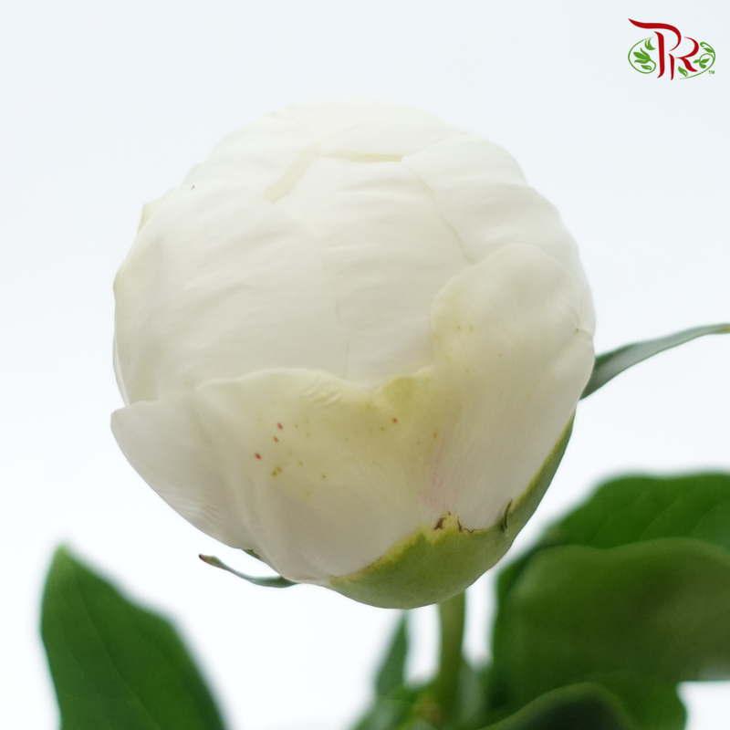 Peony - Wedding Party***FRAGILE (5 Stems)***(Small / Medium Head)-White-China-prflorist.com.my