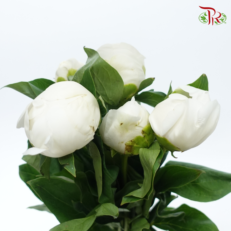 Peony - Wedding Party***FRAGILE (5 Stems)***(Small / Medium Head)-White-China-prflorist.com.my