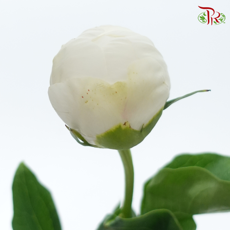 Peony - Wedding Party***FRAGILE (5 Stems)***(Small / Medium Head)-White-China-prflorist.com.my